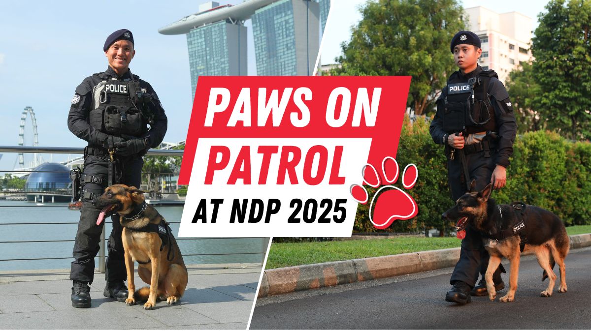 SPF K9 NDP 01