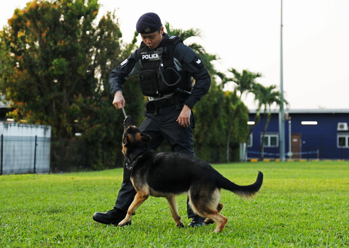 SPF K9 NDP 03